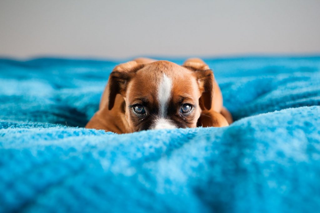 puppy
