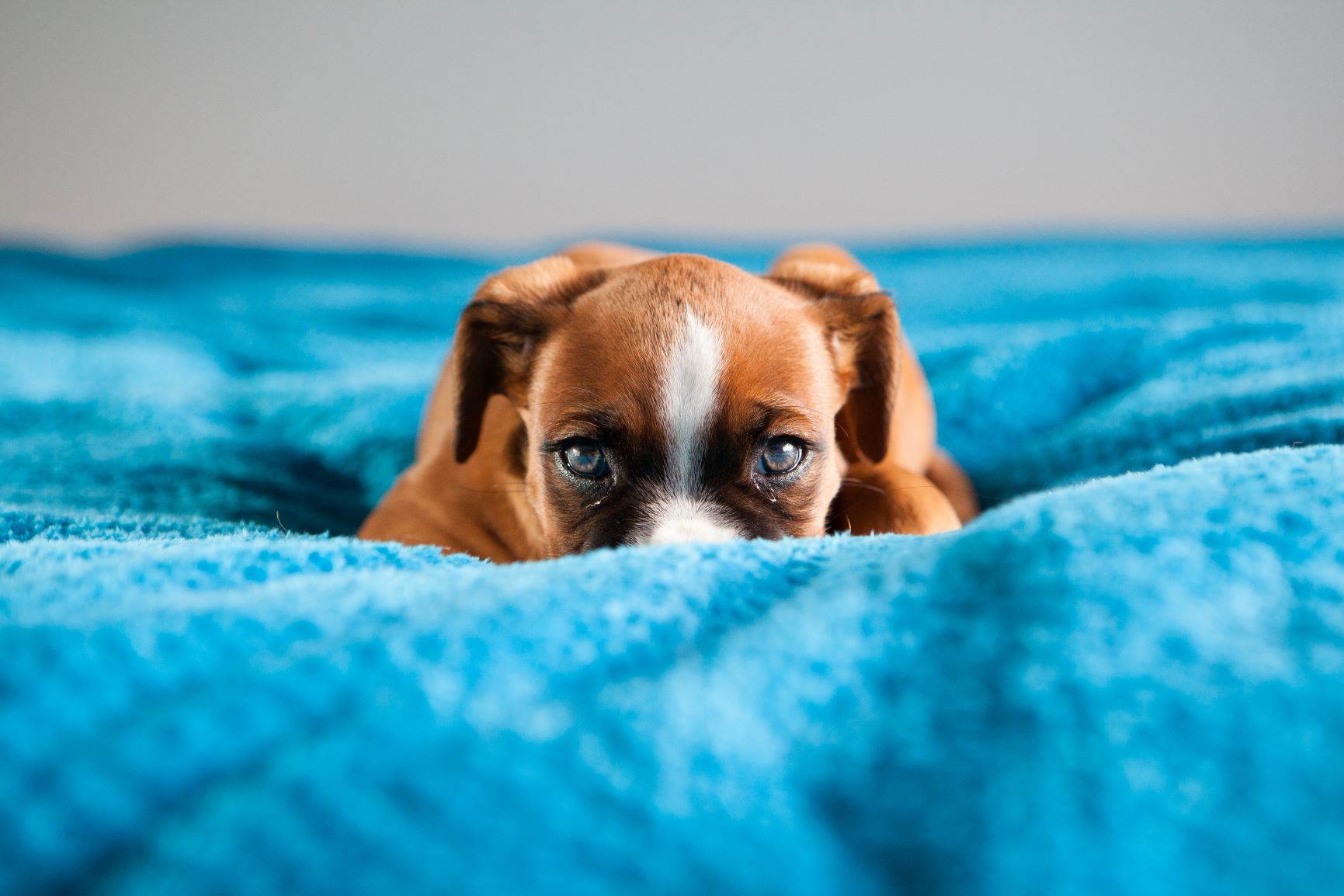 puppy