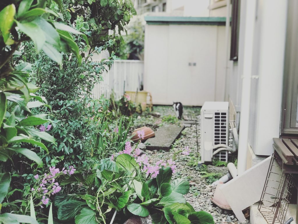 green plant and tree